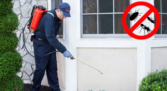 Çaykara Kemirgen İlaçlama böcek ilaçlama ve haşere kontrolü — ilaclama-tr.com